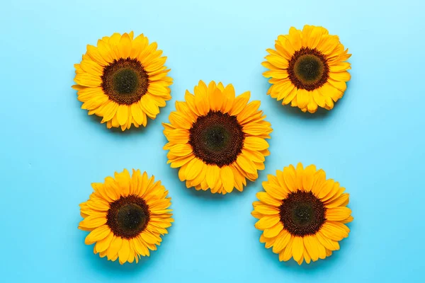 Piękne Słoneczniki Niebieskim Tle — Zdjęcie stockowe