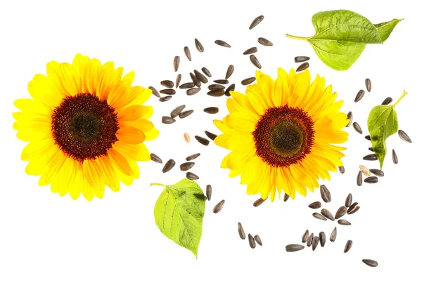 Flying Sunflowers Seeds White Background — Stock Photo, Image