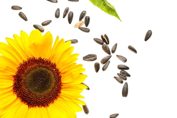 Fliegende Sonnenblume Mit Samen Auf Weißem Hintergrund — Stockfoto