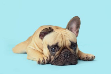 Mavi arka planda yatan sevimli Fransız bulldog.