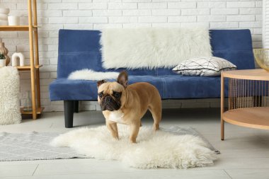 Oturma odasındaki kürkün üzerindeki tatlı Fransız bulldog 'u.