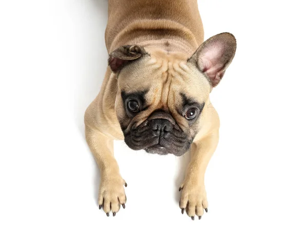Lindo Bulldog Francés Sobre Fondo Blanco Primer Plano —  Fotos de Stock
