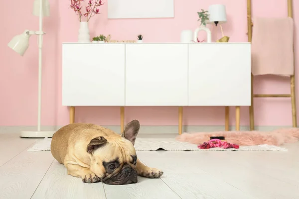 Cute French Bulldog Lying Carpet Living Room — Stock Photo, Image