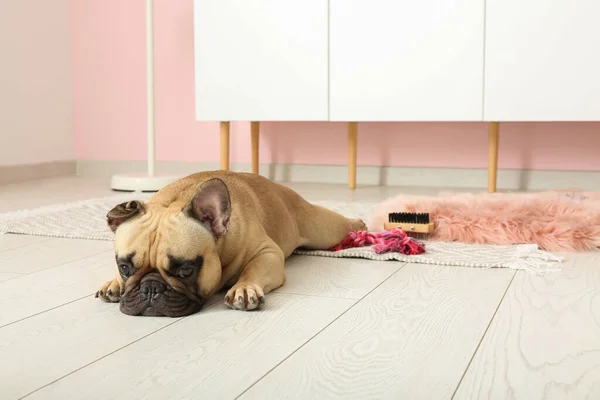 Cute French Bulldog Lying Floor Living Room — Stock Photo, Image
