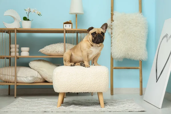 Cute French Bulldog Pouf Living Room — Stock Photo, Image