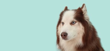 Açık mavi arkaplan üzerinde şirin Husky köpeği metin için yer var 