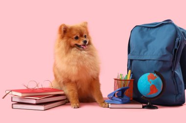 Pembe arka planda okul malzemeleri olan sevimli Pomeranya köpeği.