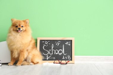 Yeşil duvarın yanında okul malzemeleri olan şirin Pomeranya köpeği.