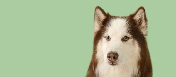 Симпатичная Хаски Собака Зеленом Фоне Пространством Текста — стоковое фото