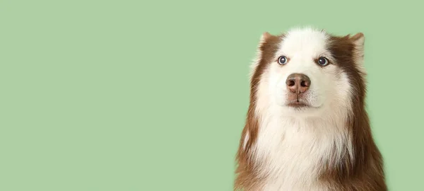 Cão Husky Bonito Fundo Verde Com Espaço Para Texto — Fotografia de Stock