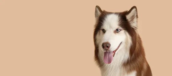 Cute Husky Dog Beige Background Space Text — Stock Photo, Image