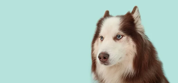 Χαριτωμένο Husky Σκυλί Γαλάζιο Φόντο Χώρο Για Κείμενο — Φωτογραφία Αρχείου