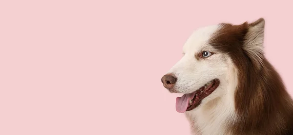 Χαριτωμένο Husky Σκυλί Ροζ Φόντο Χώρο Για Κείμενο — Φωτογραφία Αρχείου