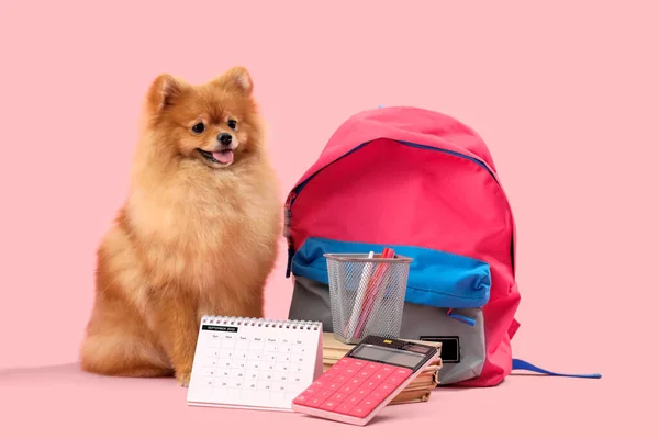 Cute Pomeranian Dog Calendar School Stationery Backpack Pink Background — Stock Photo, Image