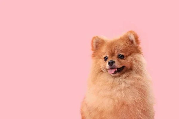 Niedlicher Pommerscher Hund Auf Rosa Hintergrund Nahaufnahme — Stockfoto