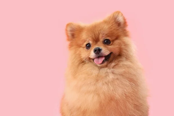 Aranyos Pomeranian Kutya Rózsaszín Háttér Közelről — Stock Fotó