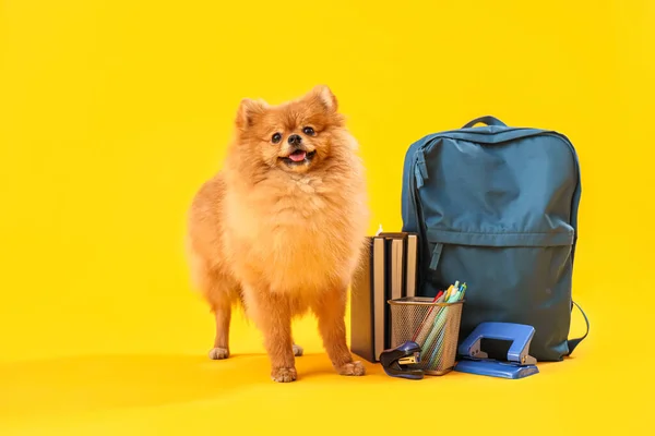 Cute Pomeranian Pies Materiałów Szkolnych Żółtym Tle — Zdjęcie stockowe