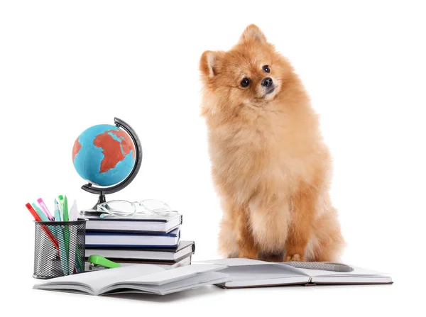 Cão Bonito Pomerânia Com Material Escolar Sobre Fundo Branco — Fotografia de Stock