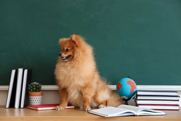 Pomeranian Σκυλί Σχολικά Είδη Στο Τραπέζι Κοντά Στο Chalkboard — Φωτογραφία Αρχείου