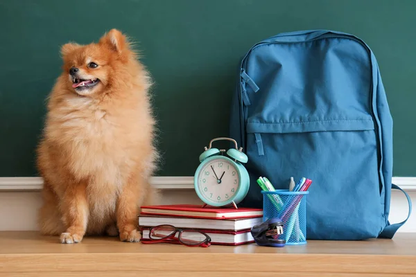 Pomeranian dog with school supplies on table near chalkboard