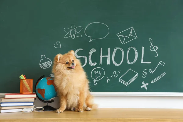 Pommerse Hond Met Schoolspullen Tafel Bij Schoolbord — Stockfoto