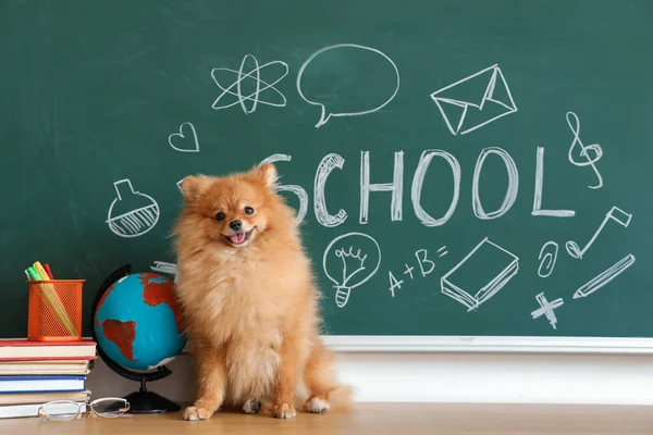 Pommerse Hond Met Schoolspullen Tafel Bij Schoolbord — Stockfoto