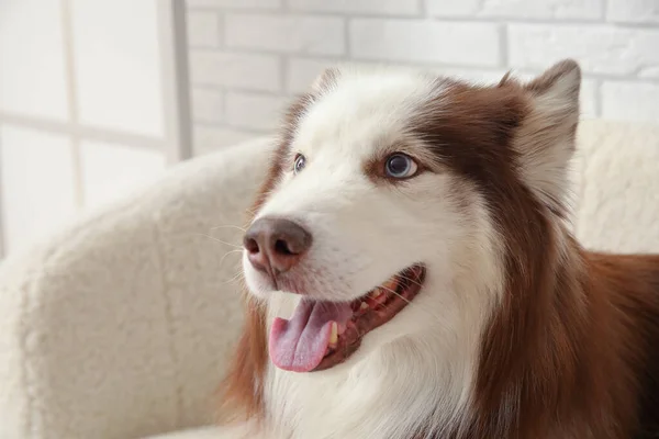 Niedlicher Husky Hund Liegt Auf Sofa Wohnzimmer Nahaufnahme — Stockfoto