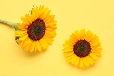 Beautiful sunflowers on yellow background