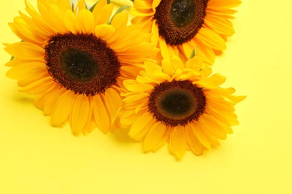Beautiful Sunflowers Yellow Background — Stockfoto