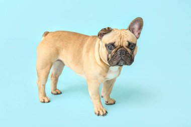 Mavi arka planda sevimli Fransız bulldog 'u