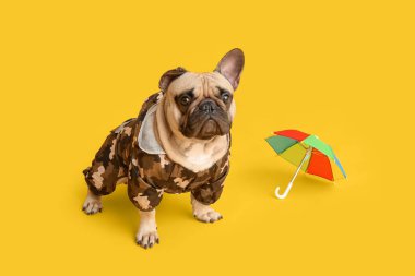 Sarı arka planda oyuncak şemsiyesi olan evcil hayvan kıyafetleri içinde sevimli bir Fransız bulldog.