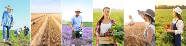 Collection Working Farmers Fields — Stock Photo, Image