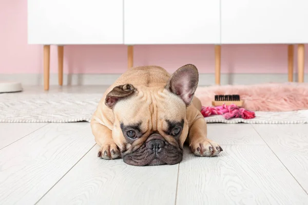 Bonito Francês Bulldog Deitado Chão Sala Estar — Fotografia de Stock