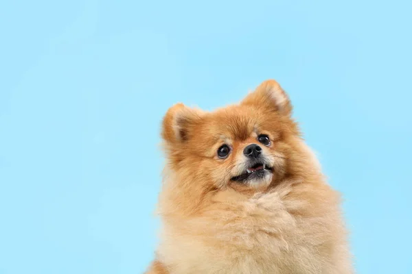 Lindo Perro Pomerania Sobre Fondo Azul Primer Plano —  Fotos de Stock