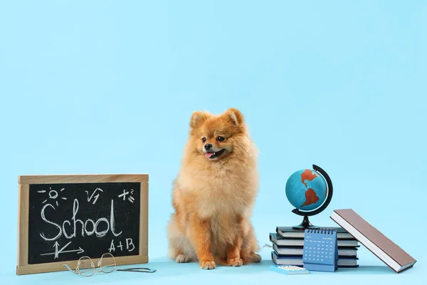 Leuke Pommerse Hond Met Schoolspullen Blauwe Achtergrond — Stockfoto