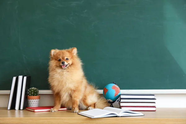 Pomeranian Dog School Supplies Table Chalkboard — Stock Photo, Image