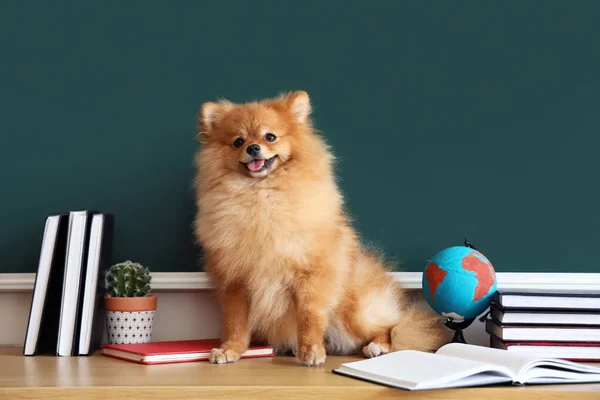 Pomeranian Dog School Supplies Table Chalkboard — Stock Photo, Image