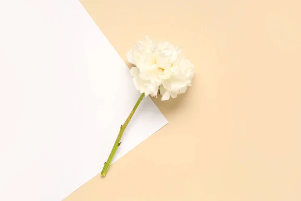 Renkli Arkaplanda Beyaz Şakayık Çiçeği — Stok fotoğraf