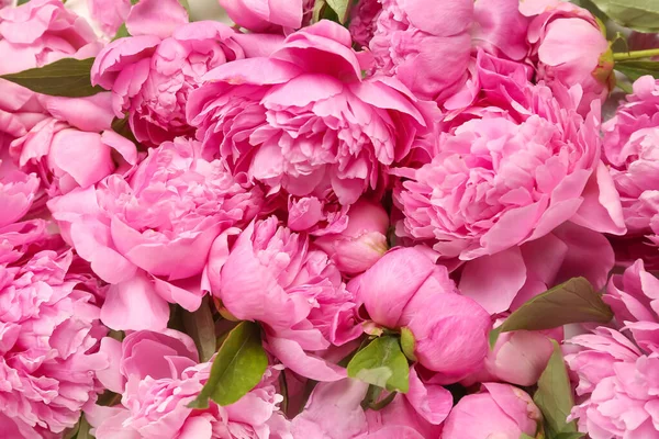 분홍빛으로 클로즈업 — 스톡 사진