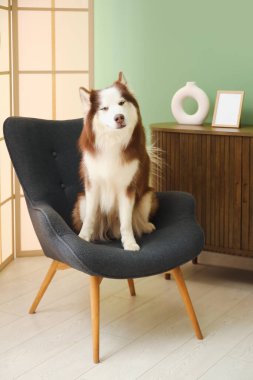 Oturma odasındaki koltukta oturan sevimli Husky köpeği.
