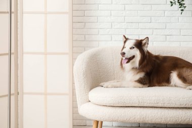 Oturma odasındaki kanepede yatan sevimli Husky köpeği.