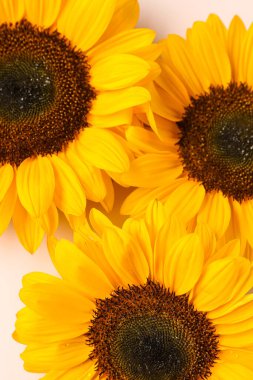 Pembe arka planda güzel ayçiçekleri, yakın plan