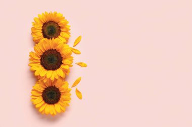 Pembe arka planda güzel ayçiçekleri ve taç yaprakları
