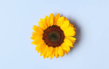 mavi arka plan üzerinde güzel ayçiçeği