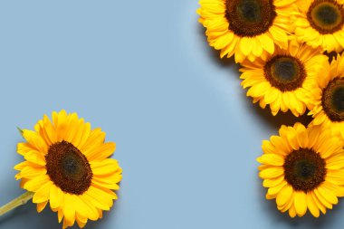 mooie zonnebloemen op blauwe achtergrond