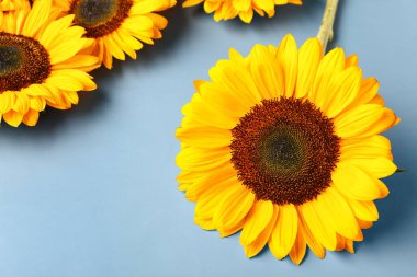 mooie zonnebloemen op blauwe achtergrond