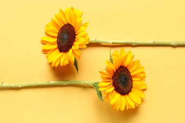 Beautiful sunflowers on yellow background