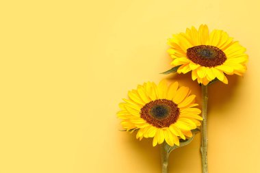 Beautiful sunflowers on yellow background