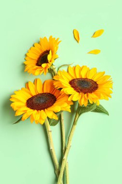 Yeşil arka planda güzel ayçiçekleri ve taç yaprakları