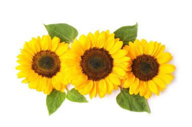 Beyaz arkaplanda güzel ayçiçekleri ve yapraklar